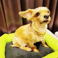 ราคา โซ่สุนัข สร้อยคอสุนัข สร้อยคอสัตว์เลี้ยง ปลอกคอ สร้อยคอทองคำสุนัข ขนาดเล็ก ปลอกคอโซ่ สร้อยคอหมาแมว วัสดุพลาสติก เบา หรู (19900216981)