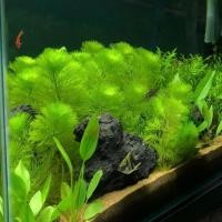 ราคา 10 ท็อปส์ซู พืชน้ํา ไท่เปา ทัพ พร้อมใบน้ํา เลี้ยงง่าย พืชน้ํา ไม่มี ร่วม2 ปลูกกลางแจ้ง ตู้ไม้น้ํา (29334755769)