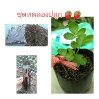 ราคา [พร้อมคู่มือ]ชุดปลูกสตรอเบอร์รี่(ต้นกล้า-พันธุ์อเมริกาจัมโบ้/พิมพ์วรัตน์/ฟาเวีย/หลงรัก ดอกชมพู/ยูกิ อุสะกิ) (18845907548)