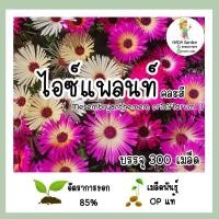 ราคา เมล็ดพันธุ์ไอซ์แพลนท์ คละสี ( Mesembryanthemem criniflorum ) บรรจุ 300 เมล็ด สายพันธุ์ OP แท้100% (22946767875)
