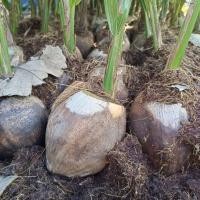 ราคา มะพร้าวน้ำหอมบ้านแพ้วต้นเตี้ยของแท้ต้นแข็งแรงพร้อมส่ง (22720839446)