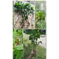 ราคา ต้นผักเหลียง 3 แขนง ใบใหญ่ ผักกินยอด ต้นสูง 30-70ซม.ขายเป็นแขนงติดราก คละ (11712493017)