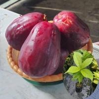 ราคา ชมพู่มะเหมี่ยว มะเหมี่ยวยักษ์มาเลย์ ชมพู่มะเหมี่ยวยักษ์ผลใหญ่ เนื้อฟู รสชาติหวานอมเปรี้ยว ต้นเพาะเมล็ด ชุดละ 2 ต้น (26975905675)