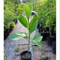 ราคา ต้นแก้วมุกดา(ตอนกิ่งขนาด50-60ซม.)ไม้ดอกสวยมีกลิ่นหอมดอกใหญ่ (5932863862)