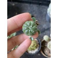 ราคา แอสโตร แอสโตรไฟตั้ม กิ๊กโกะ แอสโตรกิ๊กโกะ แอสโตรเต่า แอสทีเรียส Astrophytum Asterias kikko (11001757894)