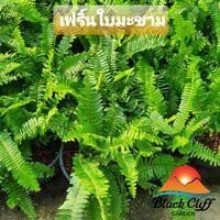 ราคา ต้นเฟิร์นใบมะขาม เฟิร์นใบมะขาม สวนเขาหมาก สีสรรสดใส ไม้ดอก ไม้สวย ไม้ประดับ ดอกไม้ home garden รับประกันสินค้า (11713150891)