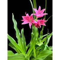 ราคา ว่านสี่ทิศ (มหาบัวแดง) ไม้พันธุ์ไทยแท้ [หายาก] Crinum Moorei Hook (29565858224)