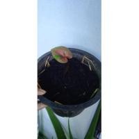 ราคา นางไหม บอนสีนางไหม มาแรง (12041093546)