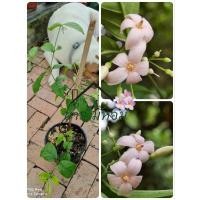 ราคา โมกพวงชมพูสีสวยหวานพร้อมส่งต้นตามภาพ (24215359592)