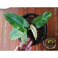 ราคา เบอร์เบิ้ลมาร์ค ✅ราคาถูกสุดใน shoppee (13216801972)