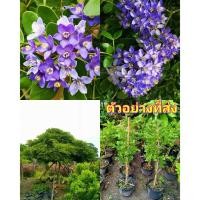 ราคา (1ต้น) สูง 60-70cm กระถาง 11 นิ้ว ต้นแก้วเจ้าจอม ต้น แก้วเจ้าจอม 4 6 10 ใบ เพาะเมล็ด / Natthaphong (24525001826)