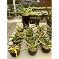 ราคา ต้นลิ้นมังกร/Sansevieria Patens. Variegated. (25960822662)