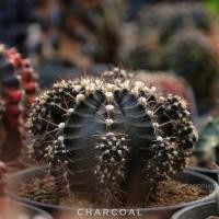 ราคา ยิมโนผิวเข้ม​ "Charcoal" (ไม้ชำหน่อ)​ (24867368316)