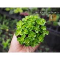 ราคา ต้นสร้อยเงินสร้อยทอง_fullgarden. (10103378393)