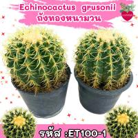 ราคา Echinocactus grusonii ถังทองหนามวน ไซต์กำลังดี ถังทองแคคตัส (29482218220)