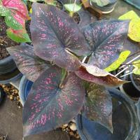 ราคา พลอยชมพู บอนสี ⚠️บอนดำสวยๆ ✅ได้ต้นตรงตามตัวเลือกส่งของทุกวัน (20974480252)