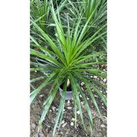 ราคา ต้นจันผา” โดยคนไทยมีความเชื่อว่าการปลูกต้นจันผาไว้จะมีโชคลาภ วาสนา และมีความสุข 60-90cm (23664673289)