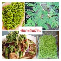 ราคา ต้นพันธุ์กระถินบ้านกระถินทานยอด (52150353648)