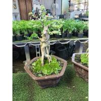 ราคา เพรมน่าเขียว เพรมน่าด่างรากโหย่งขนาดกระถาง8นิ้ว (42572594658)