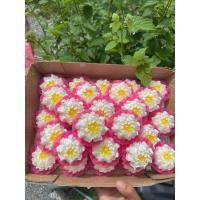 ราคา เหรียญโปรยทานดอกบัวมหาพรหม (48001999259)