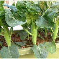 ราคา top kale seeds about 200 Chinese kale seeds เมล็ดผักคะน้าปลูกผักสวนครัว ง่าย ๆ (57301406579)