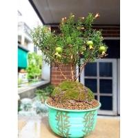 ราคา ต้นทับทิมแคระ ไม้มงคล ต้นจิ๋วผลสีแดง เสริมฮวงจุ้ย (23364692133)