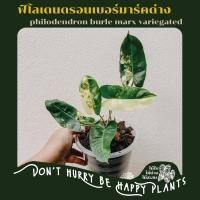 ราคา Philodendron burle marx variegated - ฟิโลเดนดรอนเบอร์มาร์คด่าง (12930909747)
