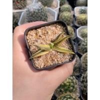 ราคา ม้าเวียนด่าง ฮาโวเทีย ม้าเวียน ฮาโวเทียด่าง ไม้อวบน้ำ แคคตัส กระบองเพชร ต้นไม้ ต้นไม้ด่าง (19118560686)