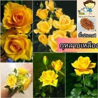 ราคา กุหลาบสีเหลืองทอง ดอกใหญ่ ซื้อ2แถม1 (311607322)