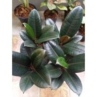 ราคา ต้นยางอินเดียดำ ส่งพร้อมกระถาง 4" (10961310357)