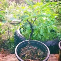 ราคา บอนไซมะขามขนาดเล็กกลาง (6947046540)