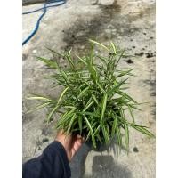 ราคา ต้นไผ่เงิน ไผ่แมว กระถาง6นิ้ว ฟอร์มสวย (40404632876)