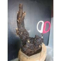 ราคา ตะโกนา ความสูงต้น 30 ซม. (19288738748)