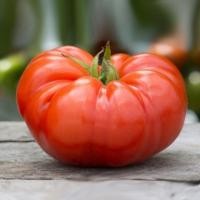 ราคา เมล็ดพันธุ์ มะเขือเทศ คอสโตลูโต ( Pearl Tomato Seeds) บรรจุ 200 เมล็ด คุณภาพดี ของแท้ 100% (42117228485)
