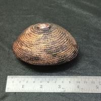 ราคา เบี้ยแก้ เครื่องรางของขลัง แก้คุณไสย มนต์ดำ และยาสั่ง (43165536877)