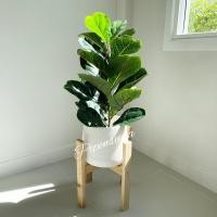 ราคา ***สินค้าใหม่ พร้อมส่ง***ต้นไทรใบสักปลอม สูง 70-90 ซม. พร้อมกระถางและหินตกแต่งสุดคุ้มราคาพิเศษ ต้นไทรใบสักพุ่มใหญ่ใบสวย (13172414982)