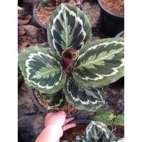 ราคา คล้านกยูงเขียว กระถาง 11 นิ้ว ☘️☘️ (7855918315)