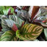 ราคา ต้นคล้าขุนแผนเรียกทรัพย์ ส่งเป็นต้น (12686124109)