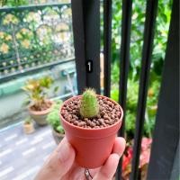 ราคา กระบองเพชร ดาวล้อมเดือน (4651421865)