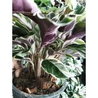 ราคา Calathea hybrid คล้าด่างขาว คล้าราชภัฏ (40661653441)