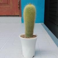 ราคา แคคตัสกระบองทอง ไม้มงคล (4755523417)