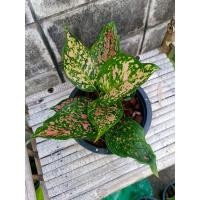 ราคา อัญมณีแดง อโกลนีมา (Aglaonema sp.)ขนาดกระถาง8, (9385330668)