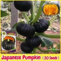ราคา เมล็ดสด100% เมล็ดพันธุ์ ฟักทองญี่ปุ่น บรรจุ 20เมล็ด Japanese Pumpkin Seeds เมล็ดฟักทอง เมล็ดพันธุ์ผัก ผักออร์แกนิก (28530648179)
