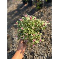 ราคา คุณนายตื่นสายด่าง หรือคุณนายไฮโซ กระถาง8นิ้ว (25889185976)