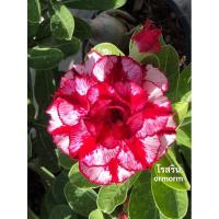 ราคา ชวนชมดอกซ้อน - โรสริน ดอกใหญ่ (17596166437)