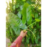 ราคา ต้นมรกตหยก ต้นเงินไหลมา (2 ต้นใหญ่) ไม้มงคล ต้นฟิโลเดนดรอน ต้นหยกมรกต ปลูกในน้ำได้ (3070782617)