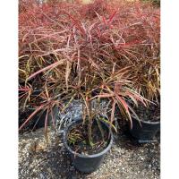 ราคา ต้นหูกระจงแดง ต้นแผ่บารมีแดง ฟอร์มสวยๆ (สูง 60-80cm) ต้นแข็งแรง พร้อมปลูก “กระถาง 11 นิ้ว“ (29943454796)