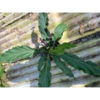 ราคา ต้นเจ้าสัวใบพริ้ว ต้นบัลลังค์เจ้าสัว (3155119963)