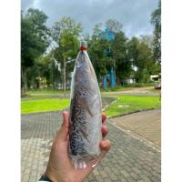 ราคา ปลาส้มพะเยาแบบตัวเดี่ยว ตัวละ 29 บาท คละไซส์ ปลาส้มแม่มาลัยเจ้าดังจังหวัดพะเยา (42470962868)