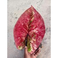 ราคา บอนสีแก้วมังกร แก้วมังกร (17545660268)